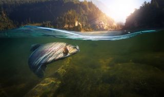 Потресаващо: Риби се варят живи в сгорещена от слънцето река (ВИДЕО)