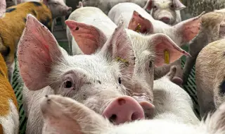 30,000 healthy pigs to be killed in Catalonia due to African swine fever 