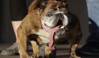 Ето го най-грозното куче в света (СНИМКИ)