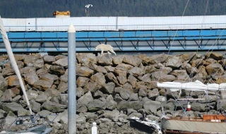 Коза се удави, бягайки от тълпа туристи