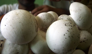 Найденов: Гъбарите да си направят сдружение