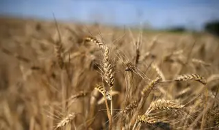 Румъния търпи земеделски загуби от 2,8 милиарда евро заради сушата