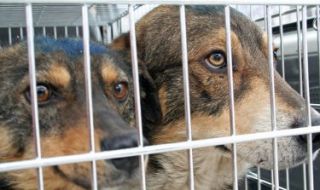 Чужденци осиновяват най-често софийските бездомни кучета