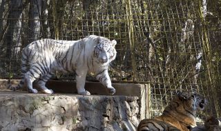 Зоопаркът в Стара Загора отново отваря врати