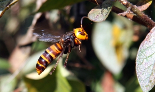 Гигантски стършели сеят смърт из Китай