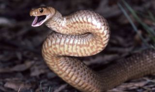 Смъртоносна змия опита да се чифтоса с градински маркуч (ВИДЕО)