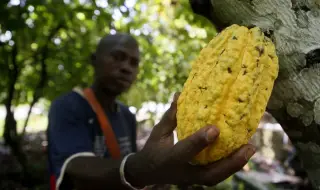 Powerful financial injection for cocoa farmers 