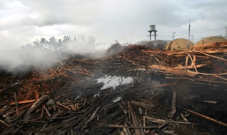 10% от дивата природа е унищожена за последния четвърт век