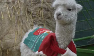 Софийският зоопарк затваря врати до 5 януари