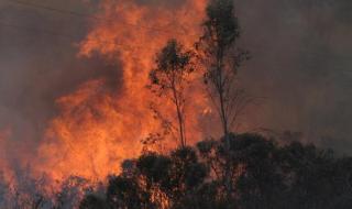Локализиран е пожарът в Сакар планина