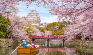 Цъфтежът на вишните в Япония започна по-рано от очакваното