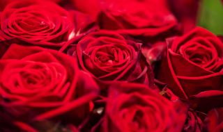 Защо червената роза е символ на любовта?