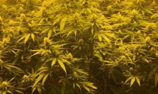 Откриха нива с 5400 стръка марихуана край Варна