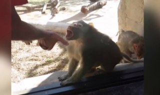 Вижте как реагира павиан на магически трик (ВИДЕО)