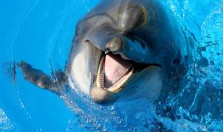 Искат затваряне на делфинариума във Варна