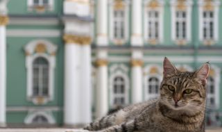 Наказаха котки от Русия