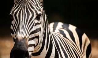 Зебра на точки, а не на райета, се появи в резерват в Кения (СНИМКИ)