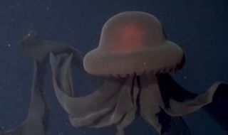 Хищна медуза с десетметрови пипала (ВИДЕО)