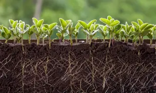 Учени създадоха почва, в която растенията растат по-бързо
