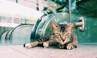Котка на ескалатор забавлява интернет потребителите (ВИДЕО)