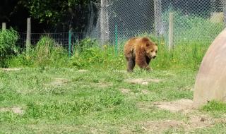 Разрешиха отстрелването на три проблемни мечки в Смолянско