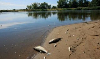 Откриха живак в река Одер след масовото измиране на риба 