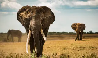 Проучване: Африканските слонове се обръщат един към друг с уникални имена