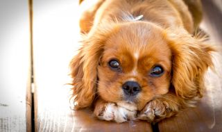 Кучетата се просълзяват, когато видят стопаните си