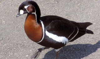 Нови милиони за червеногушата гъска от МОСВ