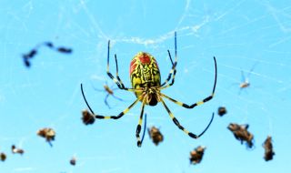 Огромни летящи паяци от Азия плъзнаха из САЩ