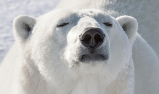 Световният ден на полярната мечка ни напомня и за останалите застрашени видове