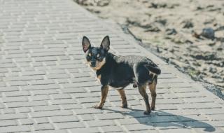 Стопанин под карантина изпрати кучето си до магазина (СНИМКА)