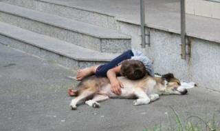 Най-много домашни любимци се изоставят след празниците