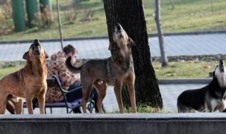 Глутница кучета разкъса жена в Долна Оряховица