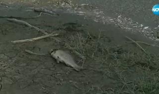 Стотици килограми умряла риба изплува по бреговете на Янтра