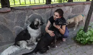 Закон за бездомните кучета предизвика скандал в Турция, нарекоха го „закон за клане“