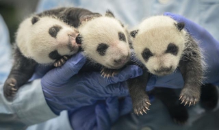 Единствените в света панди тризначки излязоха от кувьоза