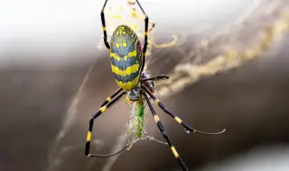 Гигантски паяци превземат САЩ от изток ВИДЕО