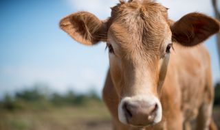 Продадоха крава, кръстена на Виктория Бекъм, за 299 хиляди евро