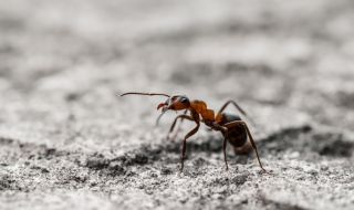 Разделение на труда е имало и преди 100 млн. години... при мравките