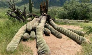 Силните дъждове в Аризона изкорениха кактус на 200 години (ВИДЕО)