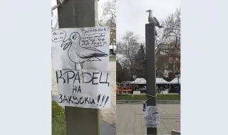 В Бургас се появиха предупредителни табели заради крадлив гларус (СНИМКИ)