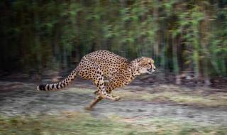 Не гепардът е най-бързото същество, вижте кое е (ВИДЕО)