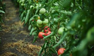 Ето кaкво никога не трябва да засаждаме до доматите 