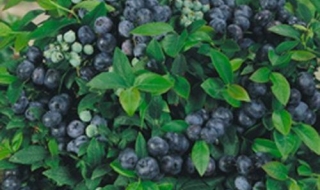 Българската боровинка е супер храна