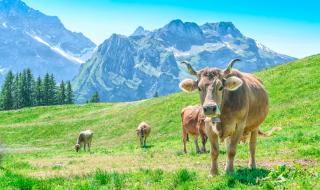 Швейцарците гласуват да имат ли кравите рога