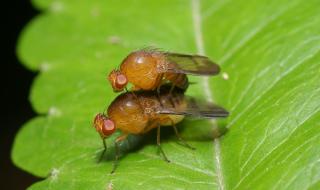 Необичайните сексуални ритуали на винарките