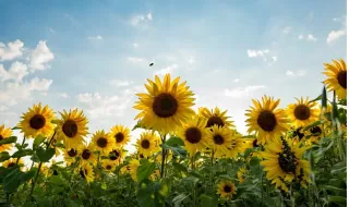 Weather on September 6, 2026: Heat up to 36° on Sunday
