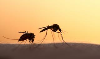 4 растения, от които комарите бягат като от чума