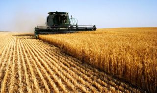 Турция увеличава рекордното производството на пшеница